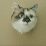 Sponsored Video: Witziger Clip mit Kultpotential: Netto ist auf die Katze gekommen