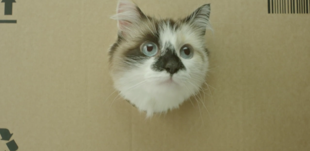 Sponsored Video: Witziger Clip mit Kultpotential: Netto ist auf die Katze gekommen