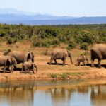 Für Afrikafans