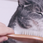 Sponsored Video: 1822direkt präsentiert: Ein attraktives Girokonto - und einen Film mit einer träumenden Katze