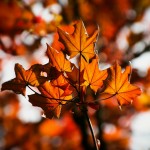 Herbstzeit ist Lesezeit: Herbstgeschichten zum Vorlesen für Kinder